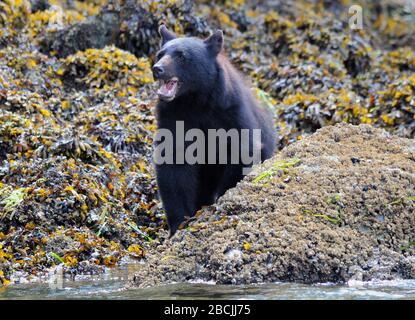 Hungriger Schwarzbär Auf Der Suche Nach Essen An Der Küste Nahe Tofino Vancouver Island Stockfoto