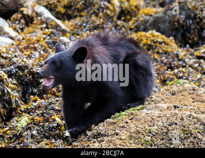 Hungriger Schwarzbär Auf Der Suche Nach Essen An Der Küste Nahe Tofino Vancouver Island Stockfoto