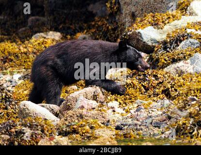 Hungriger Schwarzbär Auf Der Suche Nach Essen An Der Küste Nahe Tofino Vancouver Island Stockfoto