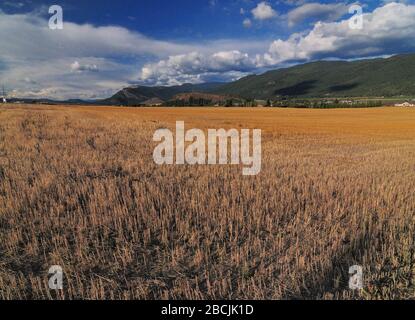 Goldschimmerndes Getreidefeld Bei Enderby Kanada Stockfoto