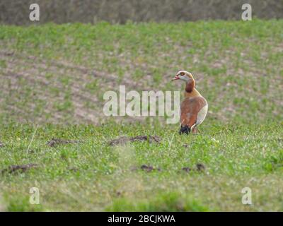 Eine Nilgans steht auf einem Feld und blickt in die Kamera Stockfoto