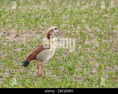 Eine Nilgans steht auf einem Feld und blickt in die Kamera Stockfoto
