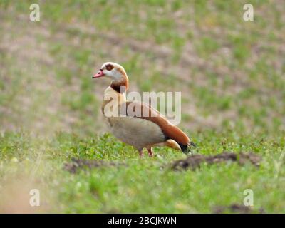 Eine Nilgans steht auf einem Feld und blickt in die Kamera Stockfoto