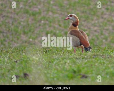 Eine Nilgans steht auf einem Feld und blickt in die Kamera Stockfoto
