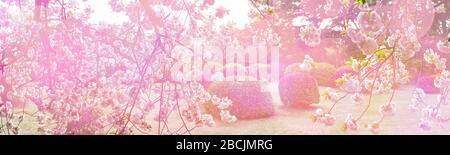 Verschwommener Frühlingshintergrund mit Sakura und Azaleen-Blüten, sowie der Einsatz von Bokeh und Filter aus rosa Farben schaffen eine fröhliche Stimmung. Stockfoto