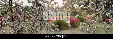Üppige Blütenstände blühender Sakura auf dem Hintergrund blühender roter Azaleen im Sonnenlicht Stockfoto