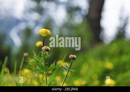Alpine Berg- und waldgelbe Blumen oder Globeblumen, auch bekannt als Trollius europaeus in der Schweiz. Hintergrund der Natur. Frühlings- oder Sommerkonzept Stockfoto