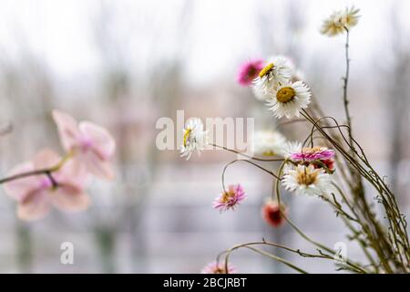 Hintergrund der weißen und violetten Orchideenblüten im Blumentopf auf Fensterbank mit getrocknetem Gänseblümchen in der Winteransicht aus dem Fenster Stockfoto
