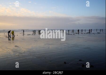 OCEAN SHORES, WA/USA - 24. NOVEMBER 2019: Copalis Beach, Menschen, die bei Ebbe am späten Nachmittag nach Rasierklingen graben. Stockfoto