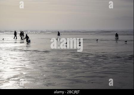 OCEAN SHORES, WA/USA - 24. NOVEMBER 2019: Copalis Beach, Familien, die bei Ebbe am späten Nachmittag nach Rasierklingen suchen. Stockfoto