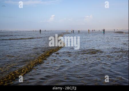 OCEAN SHORES, WA/USA - 24. NOVEMBER 2019: Copalis Beach, Menschen, die bei Ebbe am späten Nachmittag nach Rasierklingen graben. Stockfoto