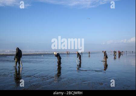 OCEAN SHORES, WA/USA - 24. NOVEMBER 2019: Copalis Beach, Menschen, die bei Ebbe am späten Nachmittag nach Rasierklingen graben. Stockfoto