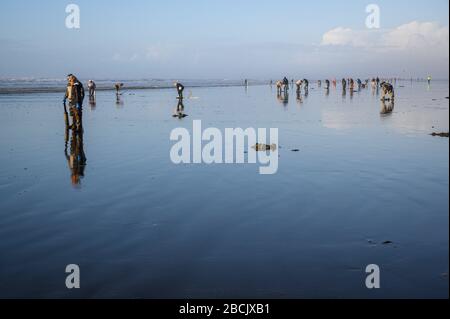 OCEAN SHORES, WA/USA - 24. NOVEMBER 2019: Copalis Beach, Menschen, die bei Ebbe am späten Nachmittag nach Rasierklingen graben. Stockfoto