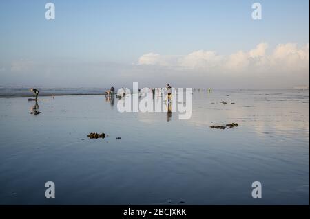 OCEAN SHORES, WA/USA - 24. NOVEMBER 2019: Copalis Beach, Menschen, die bei Ebbe am späten Nachmittag nach Rasierklingen graben. Stockfoto