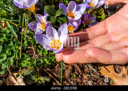 Violett weiße und gelbe Krokusblüten Blumen, die im Frühling auf gemahlenem Gras in Virginia blühen, mit Makro-Nahaufnahme von Hand, die Blüte berührt Stockfoto