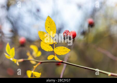 Warschau, Polen, Park am Wintertag mit Makro-Nahaufnahme der gelben Herbstblätter der roten orangefarbenen Rosen-Hüftbeeren aus Rosen essbare gesunde Vitamin-C-Lebensmittel Stockfoto