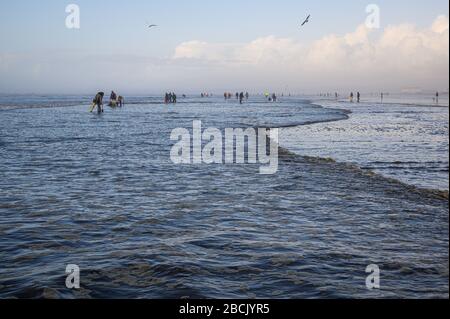 OCEAN SHORES, WA/USA - 24. NOVEMBER 2019: Copalis Beach, Menschen, die bei Ebbe am späten Nachmittag nach Rasierklingen graben. Stockfoto