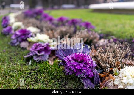 Lila bunte Kohlkale Pflanzen wachsen im Winter draußen in Warschau, Polen im Garten Straßenpark Stockfoto