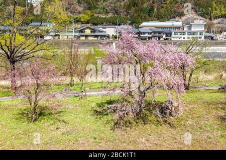 Gero Onsen, Japan und weiße rosafarbene Kirschblüten Sakura-Bäume entlang des Flusses in der Präfektur Gifu mit Blumenblättern im Frühling und grünem Gras mit hous Stockfoto