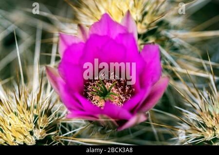 Igel-Kaktus blüht in der Wüste He Sonoran in der Nähe von Phoenix, Arizona. Stockfoto