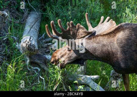 Nahaufnahme eines großen Bullenmooses mit samt auf seinem wachsenden Geweih, das Gras und Pinsel im Grand Teton National Park, Wyoming, isst. Stockfoto