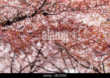 Kyoto, Japan mit Kirschblütenbaum-Sakura-Zweigen mit gestürzten Hochblättern aus Blumen im japanischen Garten des Hirano shinto Schreintempels Stockfoto