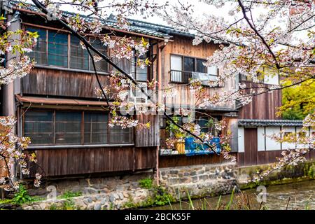 Bezirk Gion in Kyoto, Japan mit Kirschblütenblüten Sakura blühende Blumen im Gartenpark am Shirakawa-Fluss mit traditionellem japanischem holzmac Stockfoto