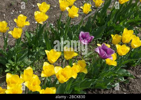 Nahbereich mit leuchtend gelben und zwei fransigen lila Tulpenblüten auf grünen Blättern im Hintergrund im Frühjahr Sonnenlicht. Stockfoto