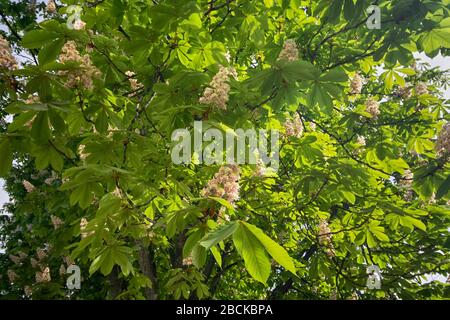 Blühender Kastanienbaum, der im Frühling von der Sonne beleuchtet wird. Natur Stockfoto