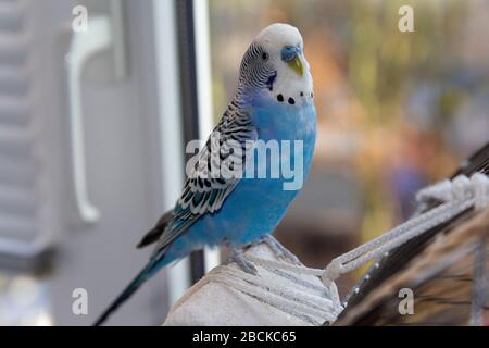 Blaue Papageien sitzen auf dem Käfig. Vögel Stockfoto