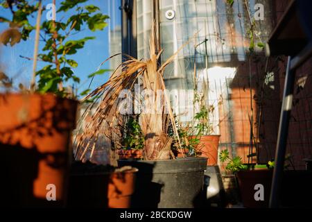 Tote Palmenfabrik in Kunststofftopf vor der späten Nachmittagsonne Stockfoto