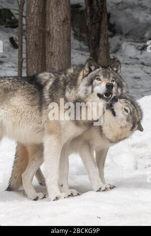 Zwei graue Wölfe zeigen Zuneigung zueinander. Einer leckt das Gesicht des anderen. Verschneiten Wald im Hintergrund. Stockfoto