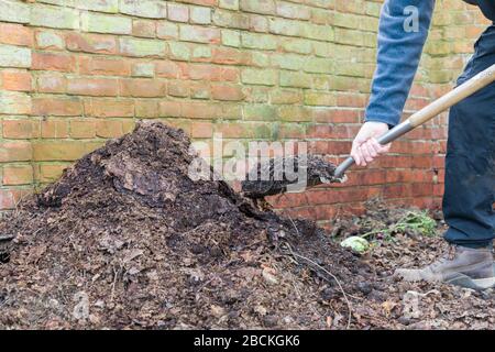 Gärtner schaufeln hausgemachten Gartenkompost und Blattform, um ihn als Mulch oder organischen Dünger zu verwenden Stockfoto