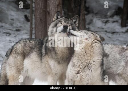 Zwei graue Wölfe zeigen Zuneigung zueinander. Einer leckt das Gesicht des anderen. Verschneiten Wald im Hintergrund. Stockfoto