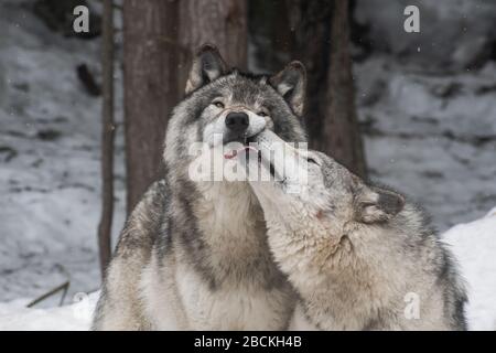 Zwei graue Wölfe zeigen Zuneigung zueinander. Einer leckt das Gesicht des anderen. Verschneiten Wald im Hintergrund. Stockfoto