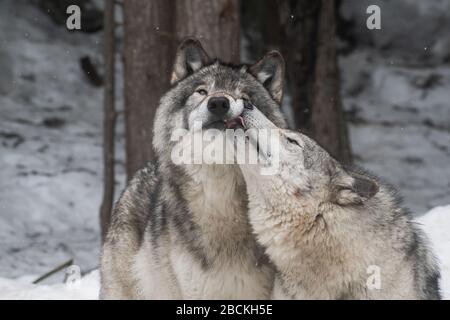 Zwei graue Wölfe zeigen Zuneigung zueinander. Einer leckt das Gesicht des anderen. Verschneiten Wald im Hintergrund. Stockfoto