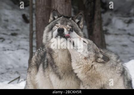 Zwei graue Wölfe zeigen Zuneigung zueinander. Einer leckt das Gesicht des anderen. Verschneiten Wald im Hintergrund. Stockfoto