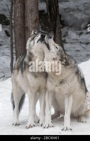 Zwei graue Wölfe zeigen Zuneigung zueinander. Einer leckt das Gesicht des anderen. Verschneiten Wald im Hintergrund. Stockfoto