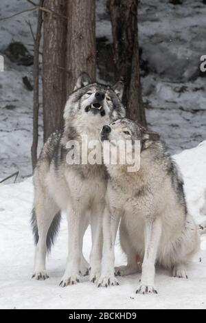 Zwei graue Wölfe zeigen Zuneigung zueinander. Einer leckt das Gesicht des anderen. Verschneiten Wald im Hintergrund. Stockfoto