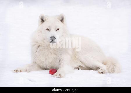 Arktischer Wolf liegt auf dem Boden mit einem Apfel zwischen seinen Pfoten und starrt auf die Kamera mit einem weißen verschwommenen Schnee Hintergrund. Stockfoto