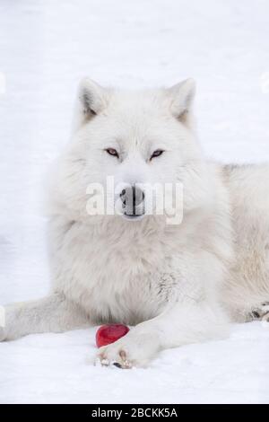 Arktischer Wolf liegt auf dem Boden mit einem Apfel zwischen seinen Pfoten und starrt auf die Kamera mit einem weißen verschwommenen Schnee Hintergrund. Stockfoto