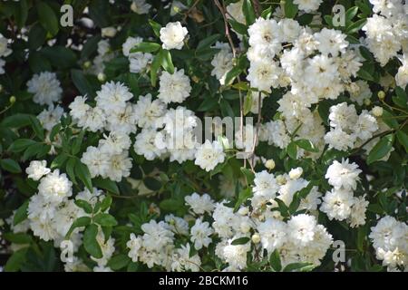 Kleiner Weißer Rosenbusch Stockfoto