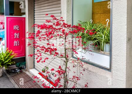 Tokio, Japan - 28. März 2019: Shinjuku oder Shibuya Bürgerstraße am Morgen durch Schaufenster und bunt rot gefärbten Ahorn-Baum in der Stadt Stockfoto