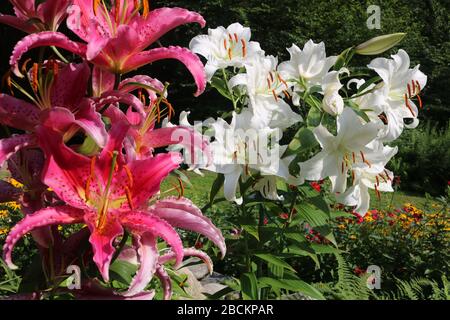 Sehr hübsche rosa und weiße orientalische Lilien vor dunkelgrünem Hintergrund. Nahaufnahme von weißen und rosa duftenden Lilien. Große rosa und weiße Blüten. Stockfoto