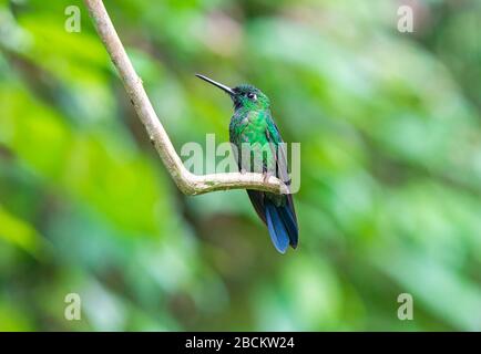 Ein grüner krönender leuchtender Hummingbird (Heliodoxa jacula), auch bekannt als grüner Front-Brilliant, gefunden zwischen Costa Rica und Ecuador. Mindo, Ecuador. Stockfoto