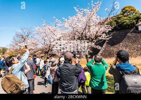 Tokio, Japan - 1. April 2019: Kaiserpalast-Nationalpark mit Menschen, die Fotos machen und Kirschblüten Sakura-Blumen auf Bäumen fotografieren Stockfoto