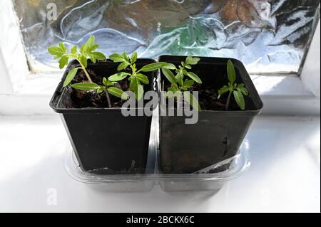 Tomatenpflanzen-Sämlinge, die in Töpfen auf einem hellen Fensterschweller wachsen (Gärtner erfreuen sich auf der linken Seite und Pomodoro auf der rechten Seite.) Stockfoto
