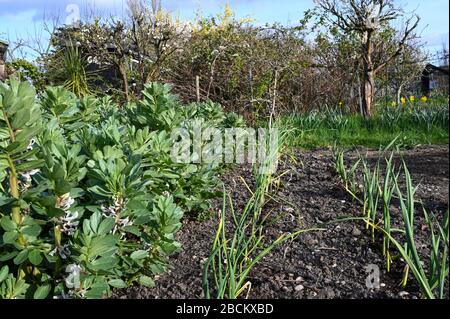 Überwinternde Ernte (breite Bohnen, Zwiebeln und Knoblauch) im Frühjahr auf einem Schrebergarten. Stockfoto