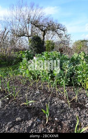 Überwinternde Ernte (breite Bohnen, Zwiebeln und Knoblauch) im Frühjahr auf einem Schrebergarten. Stockfoto