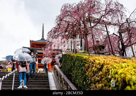 Kyoto, Japan - 9. April 2019: Kirschblüte Sakura-Baum blühende Blumen im Frühlings-Gartenpark und orangefarbene goldene Kiyomizudera-Tempelschreinspagode, p Stockfoto